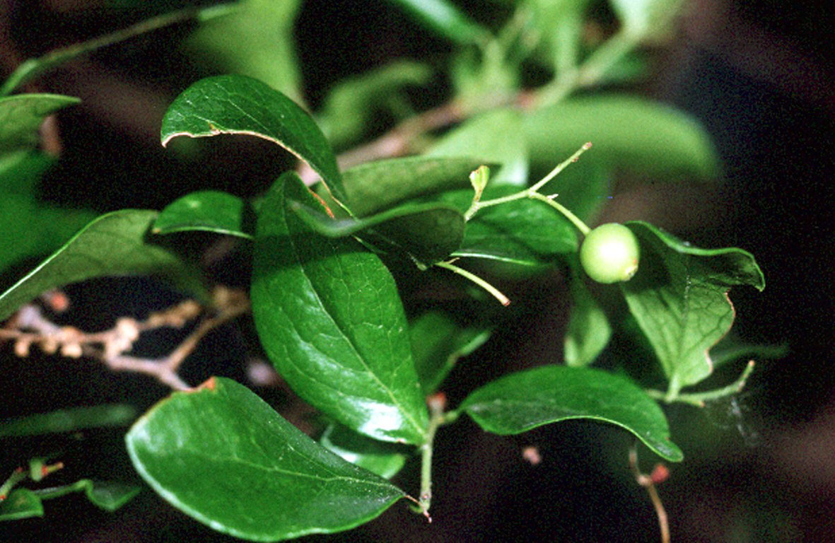 Vaccinium arboreum