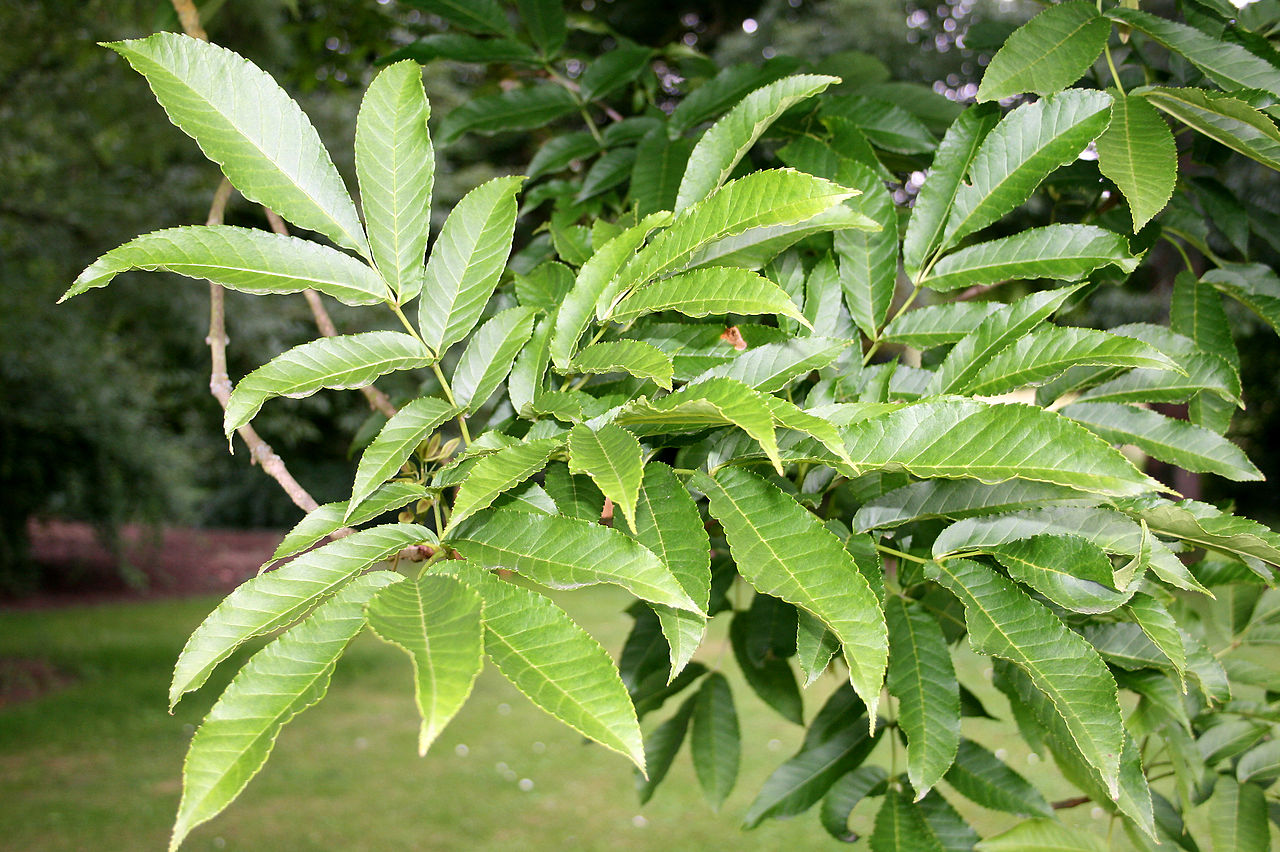 Fraxinus platypoda