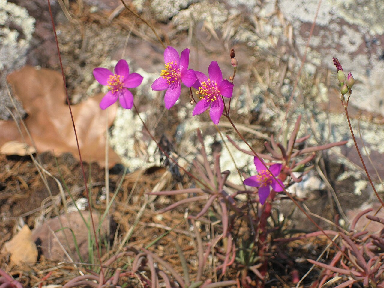 Phemeranthus calycinus