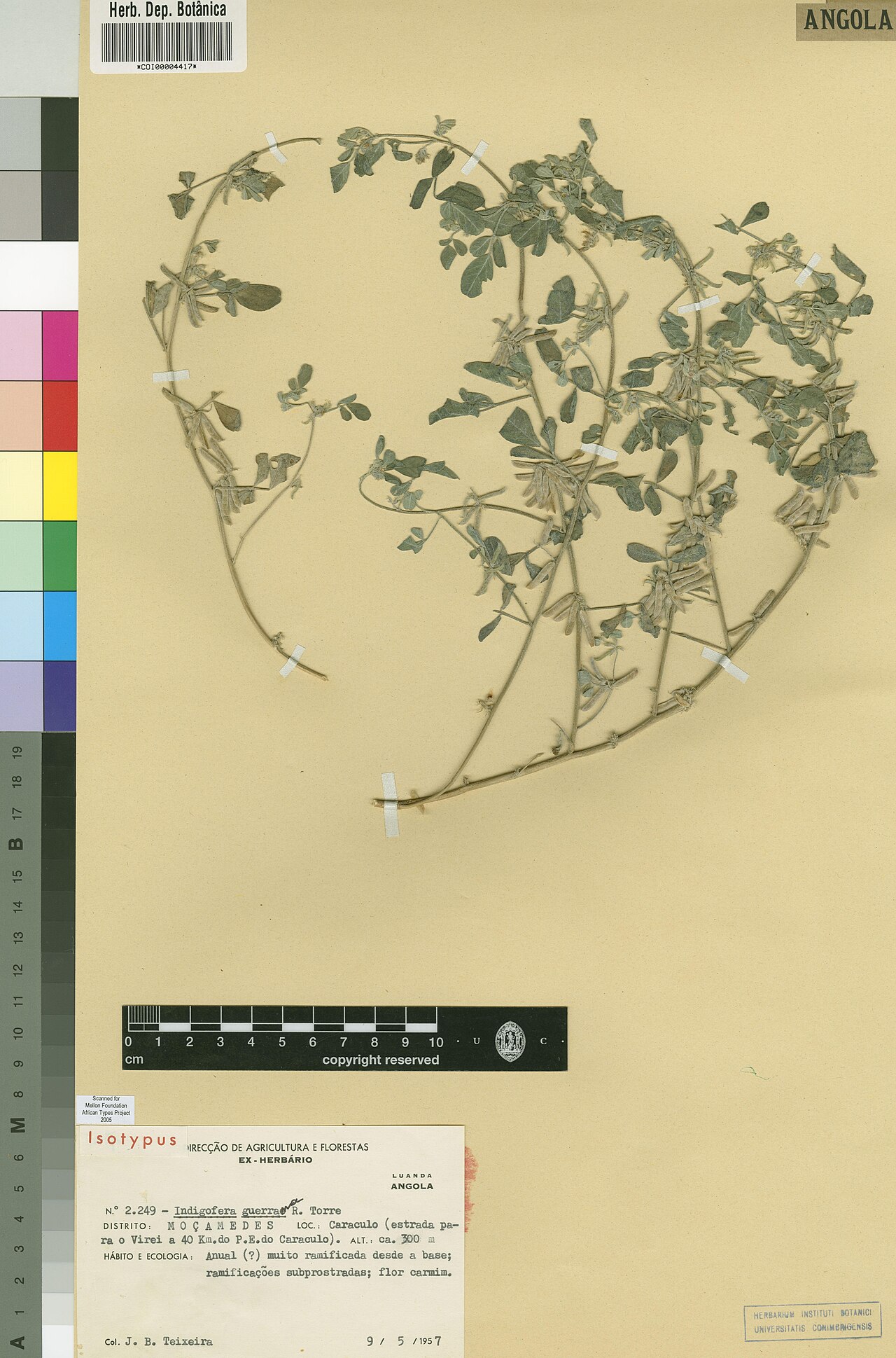Indigastrum guerranum