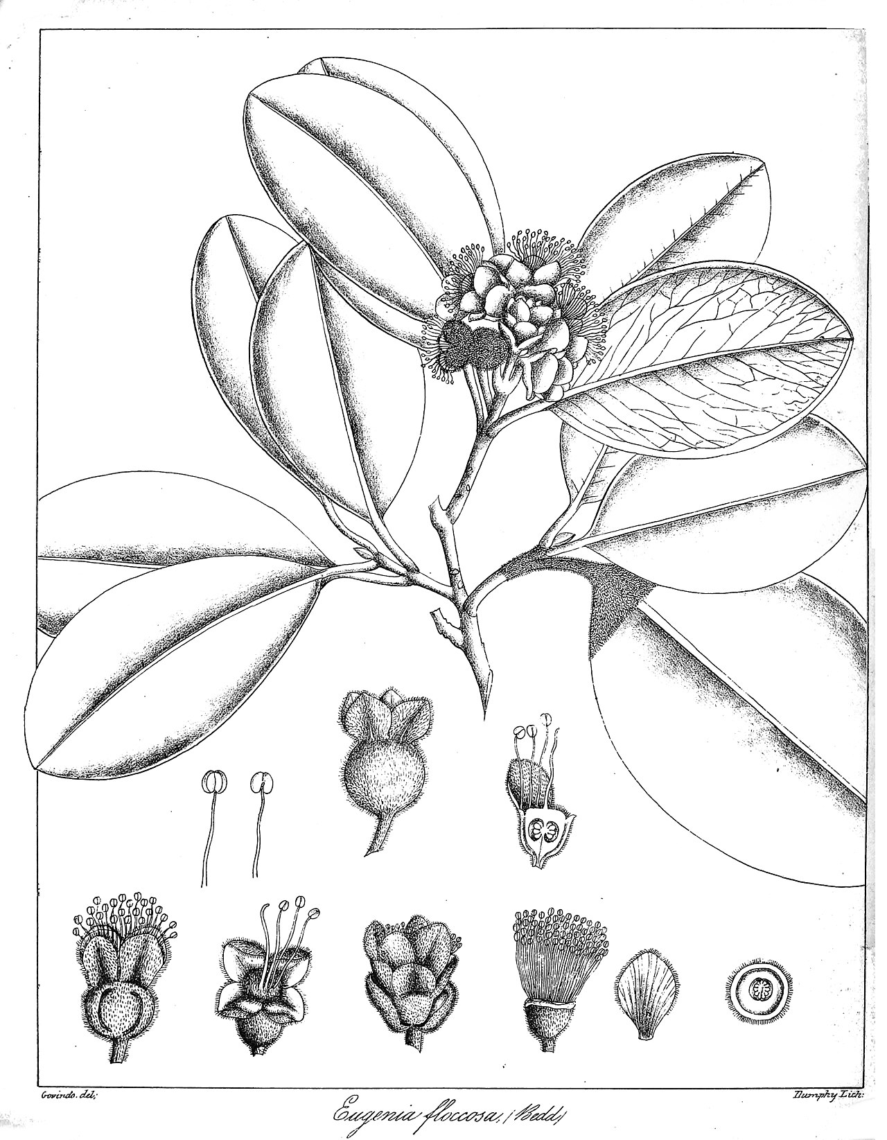 Eugenia floccosa
