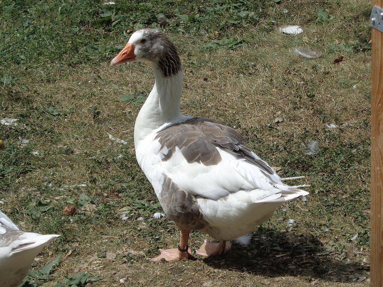 Normandy goose