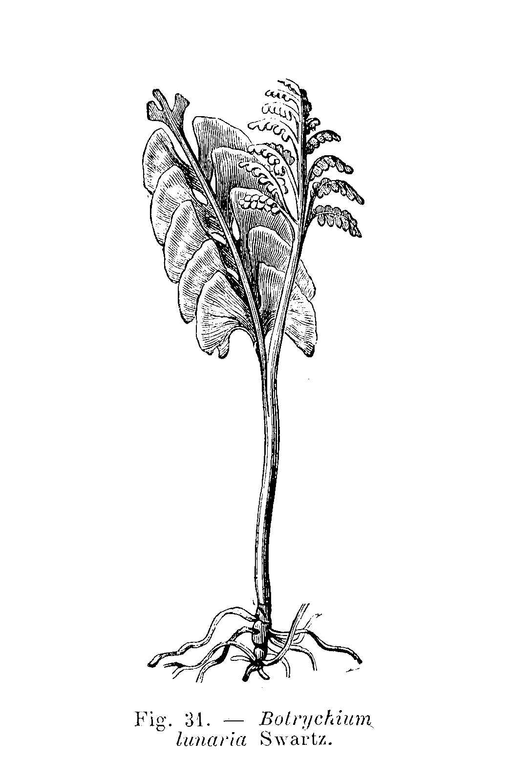 Botrychium lunaria