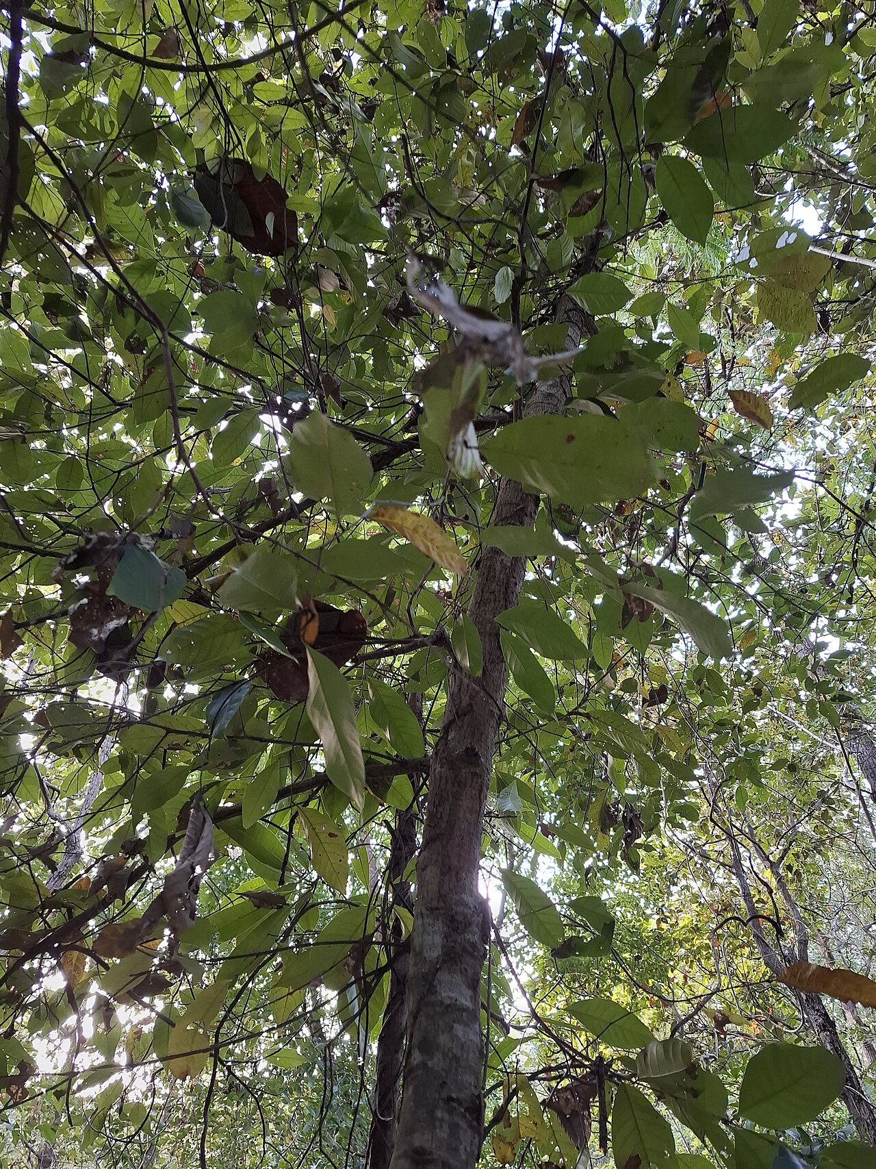 Castanopsis piriformis