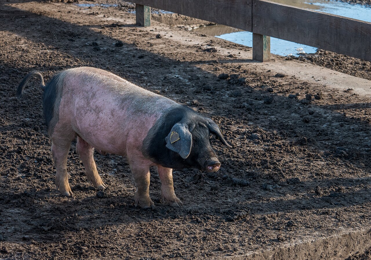 Basque pig