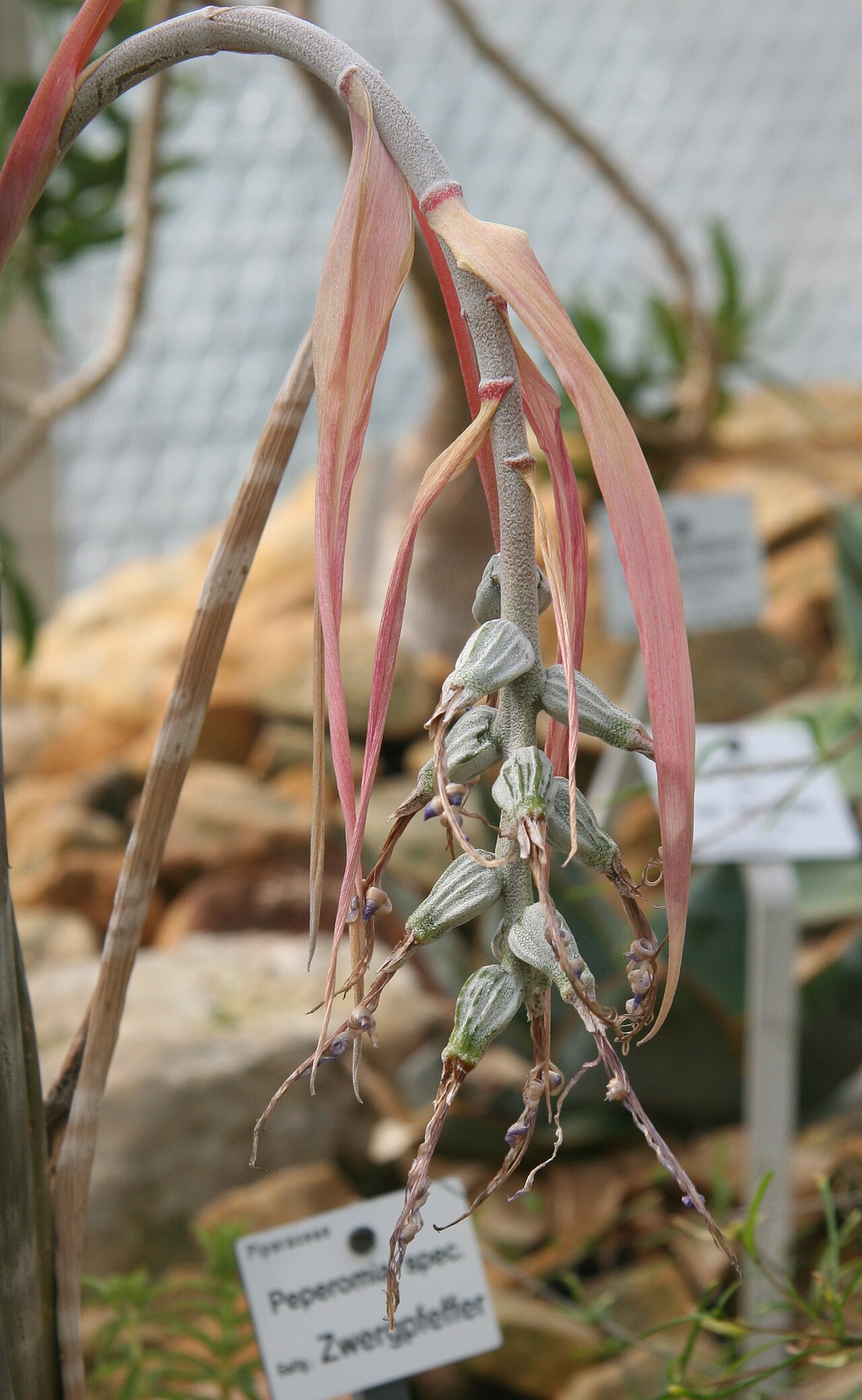 Billbergia brasiliensis