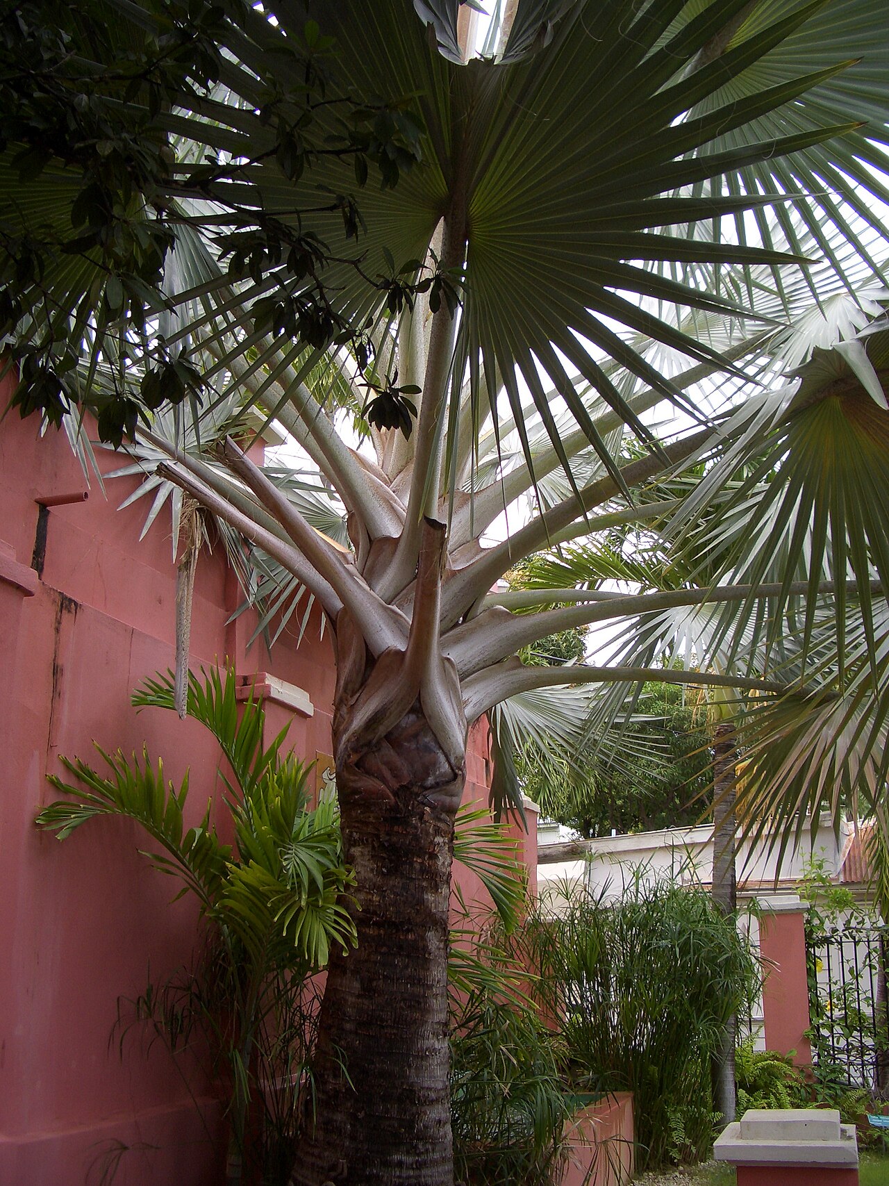 Medemia nobilis