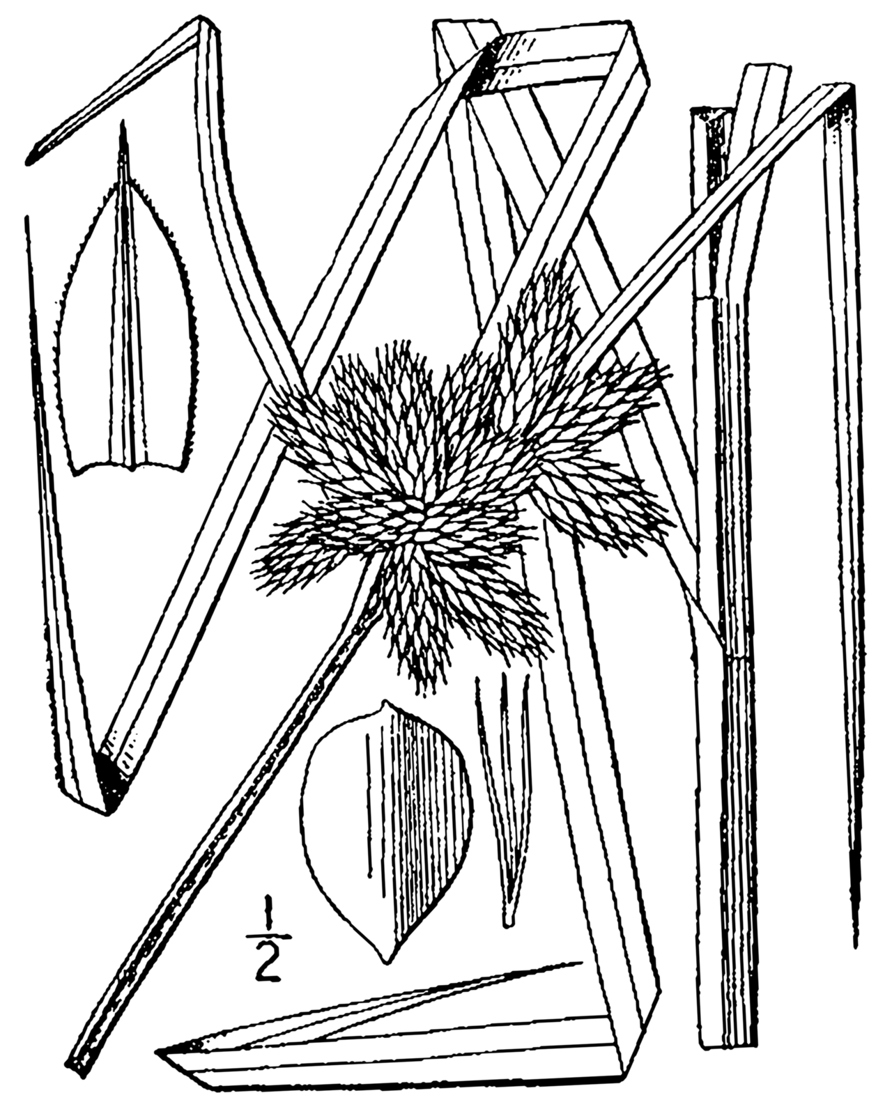 Bolboschoenus robustus