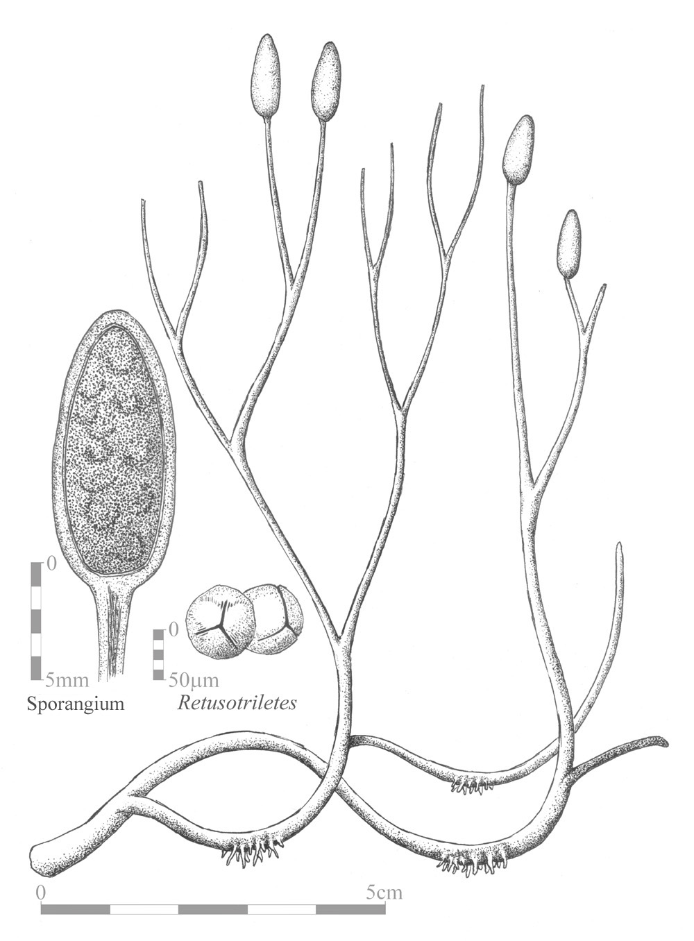 Aglaophyton major