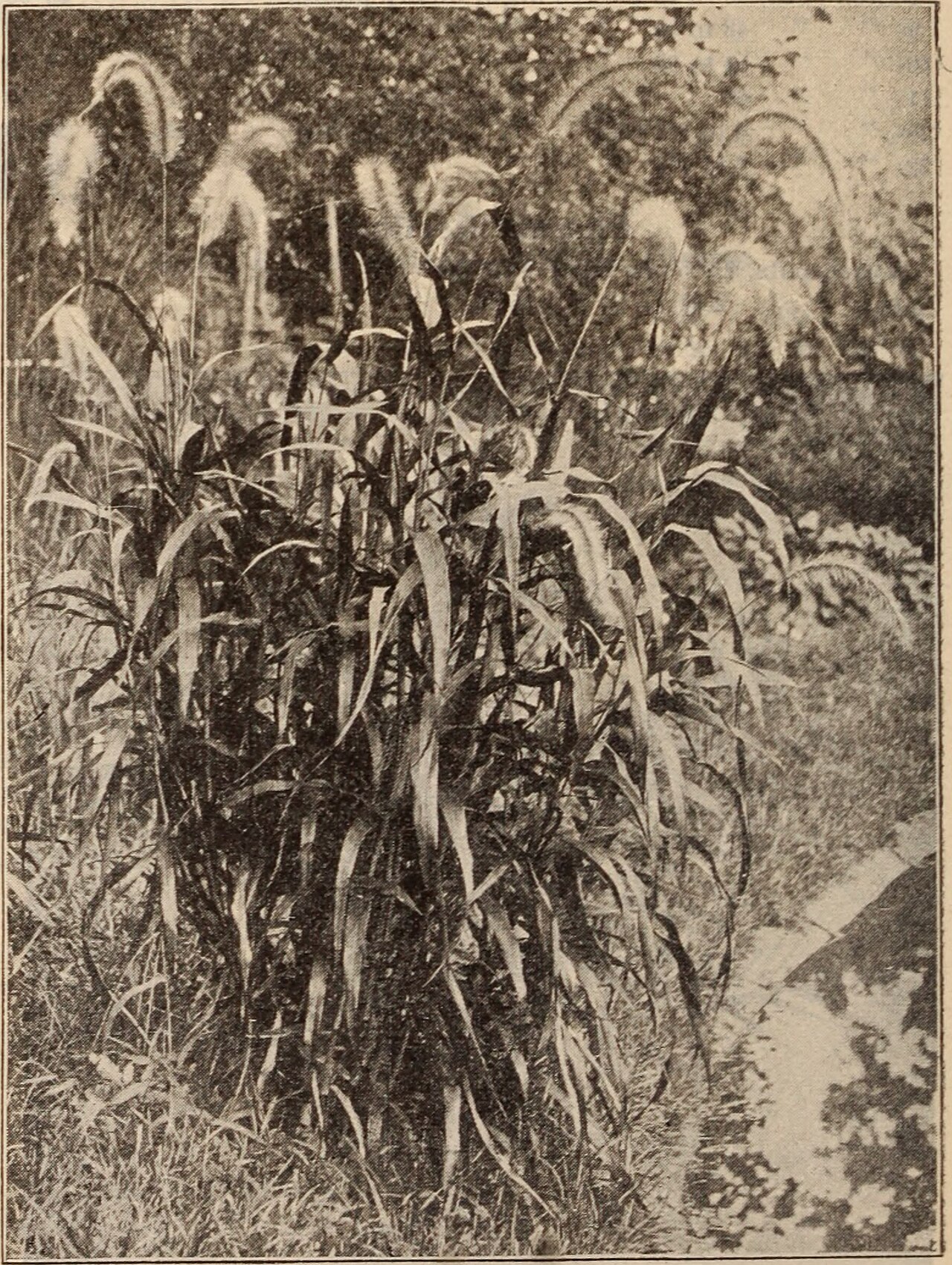 Caladium metallicum