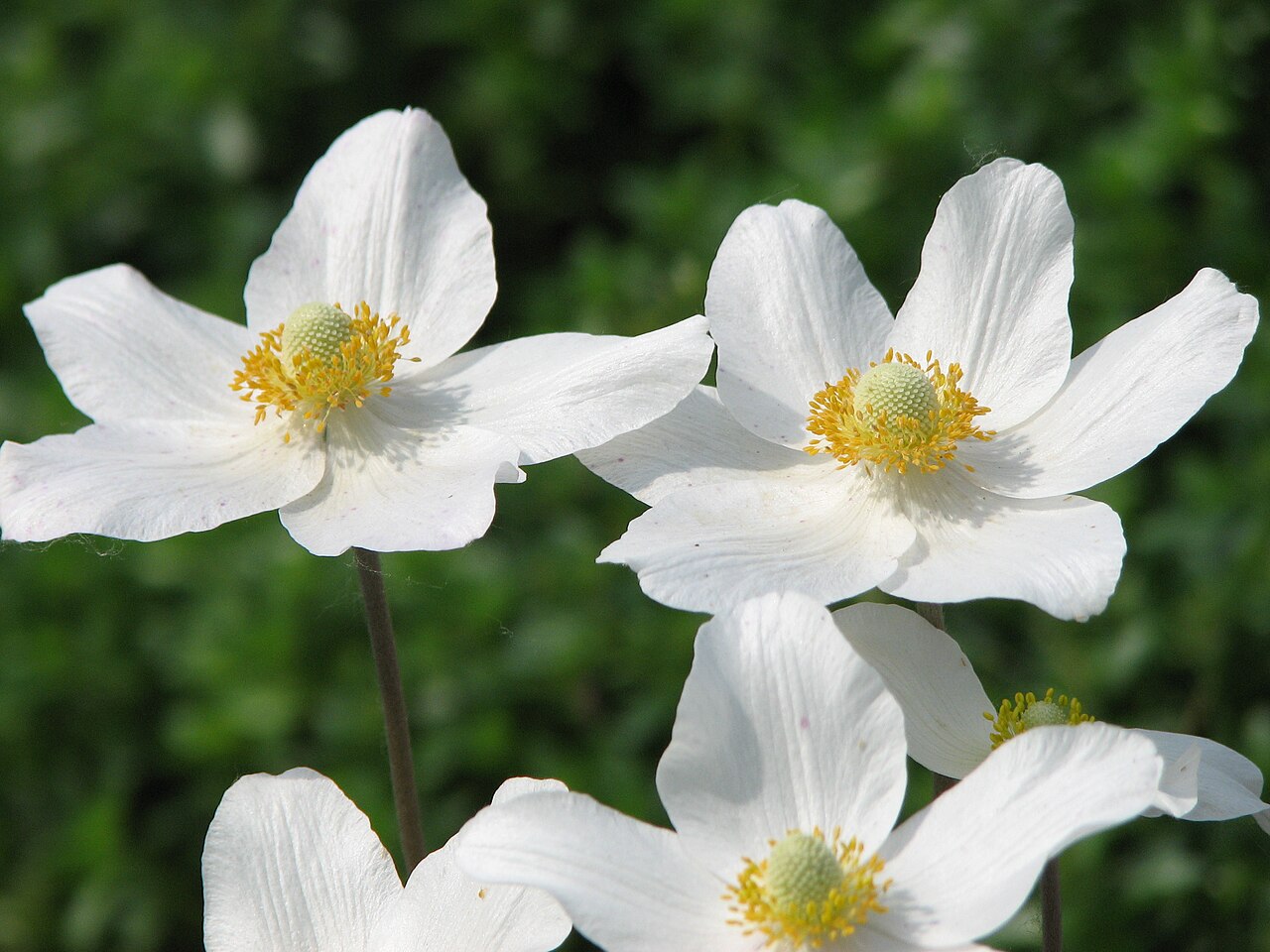 Anemone sylvestris