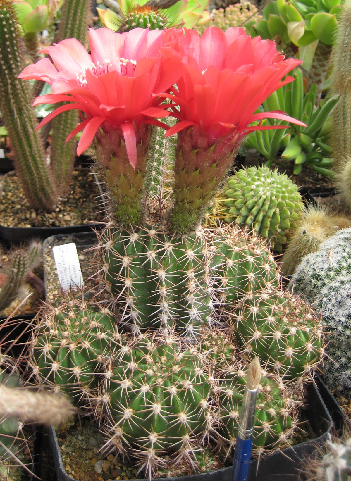 Echinopsis crassicaulis