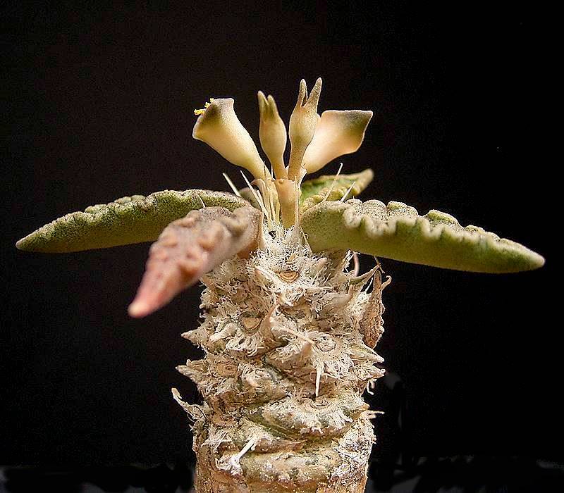 Euphorbia tulearensis