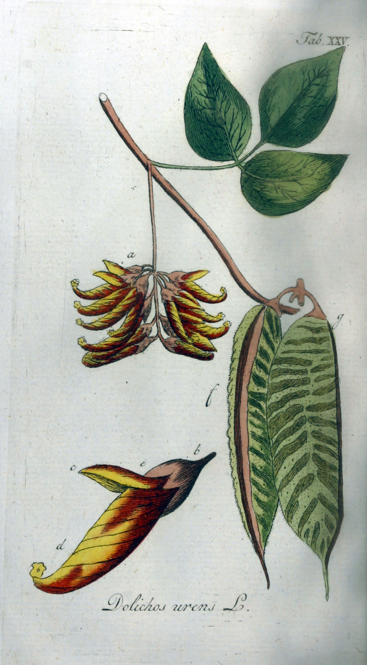 Mucuna revoluta
