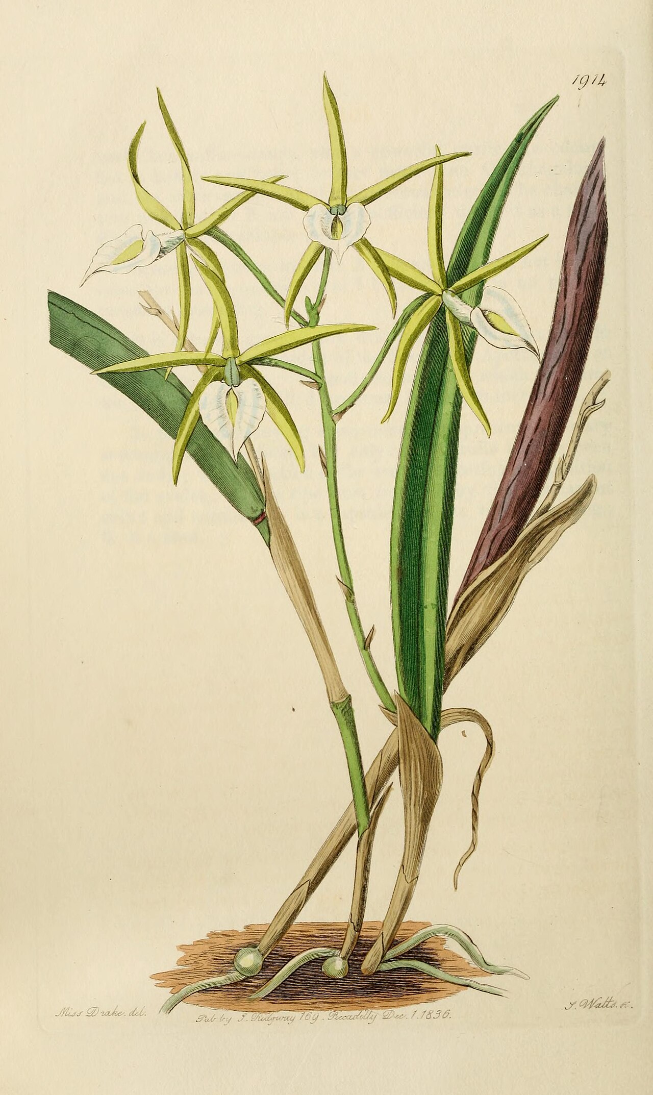 Brassavola subulifolia
