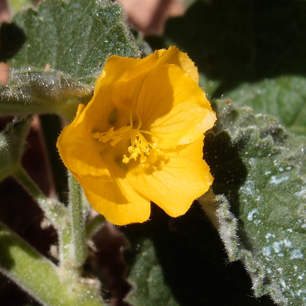 Abutilon parishii
