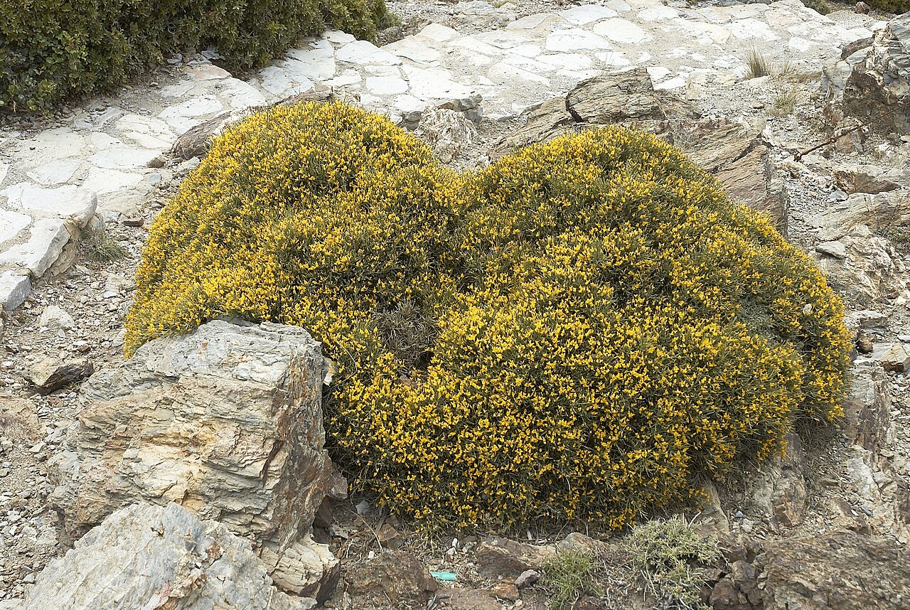 Genista acanthoclada