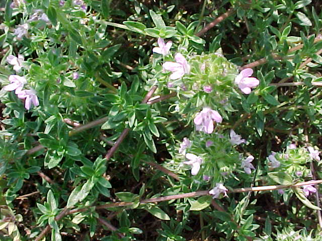 Thymus herba-barona