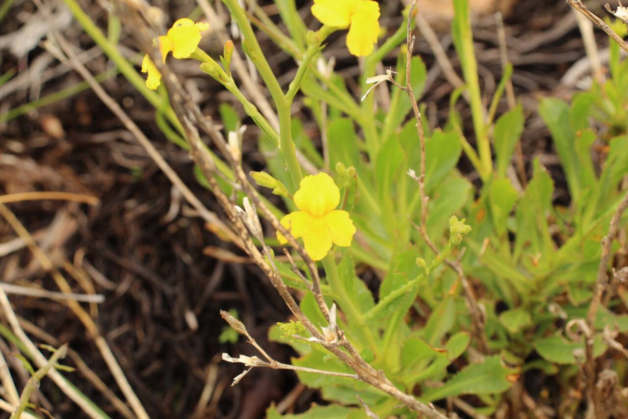 Goodenia quadrilocularis
