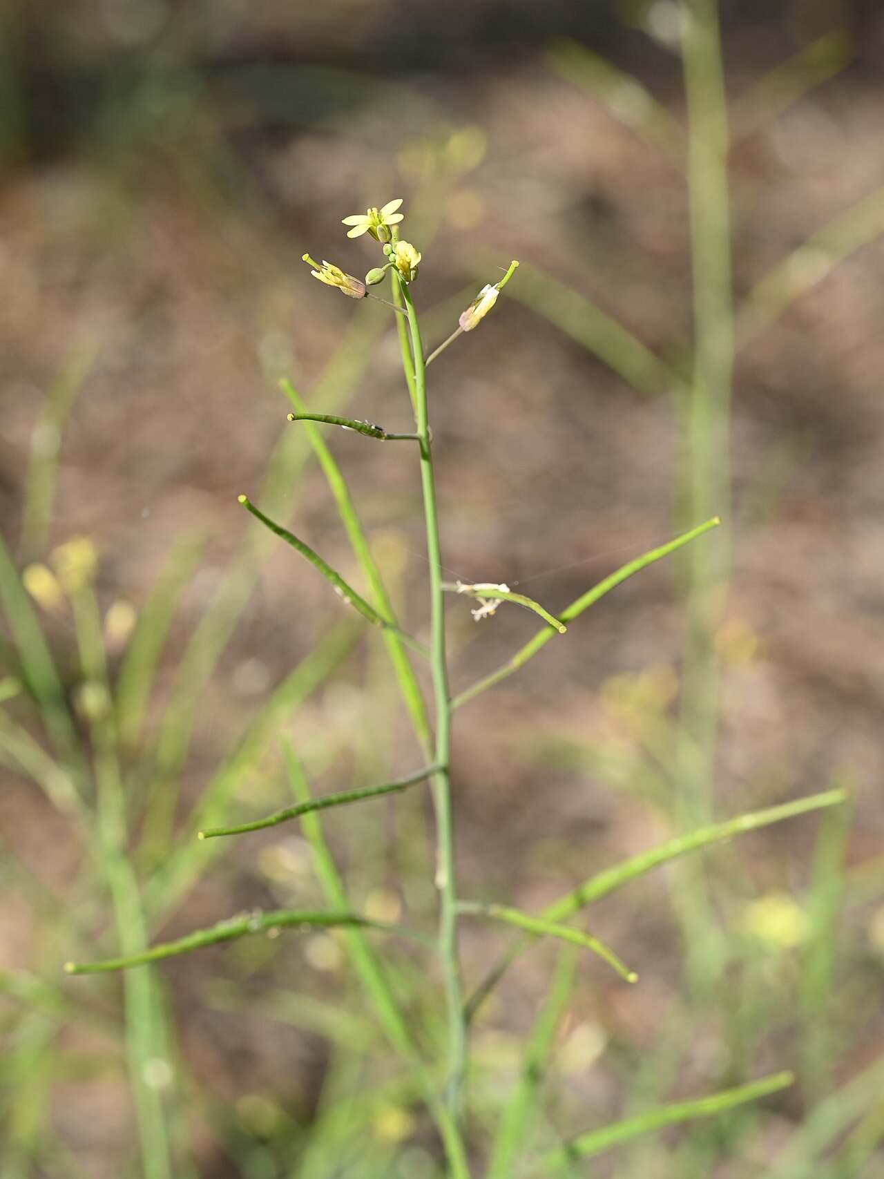 Brassica tournefortii