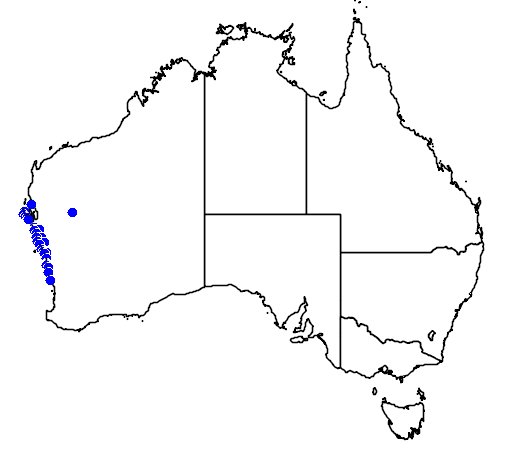 Commersonia borealis