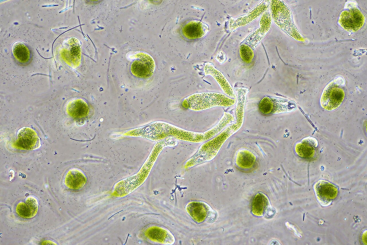 Chlorella vulgaris