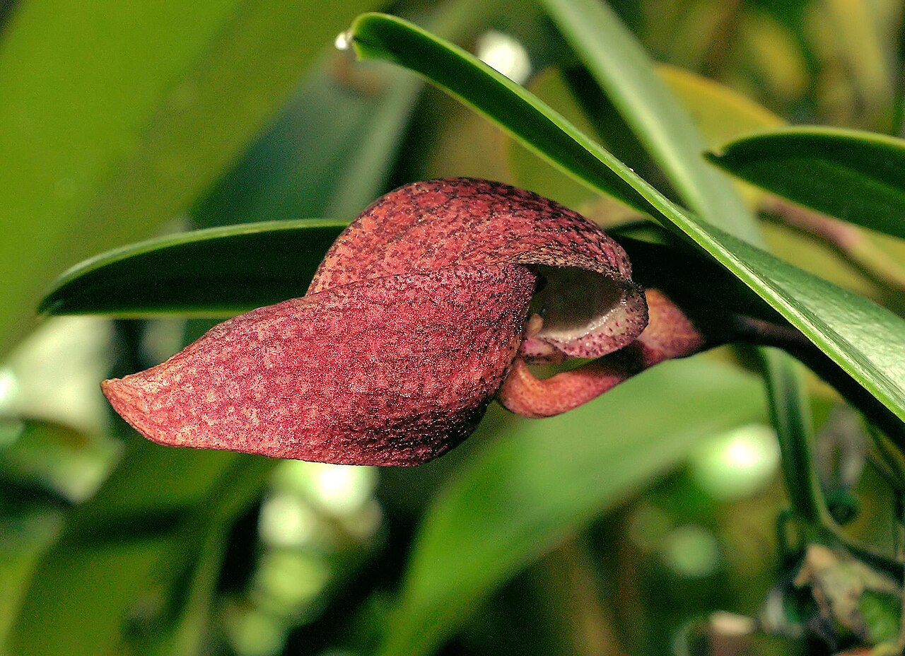 Bulbophyllum arfakianum