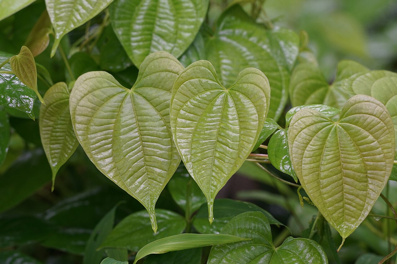 Dioscorea bulbifera