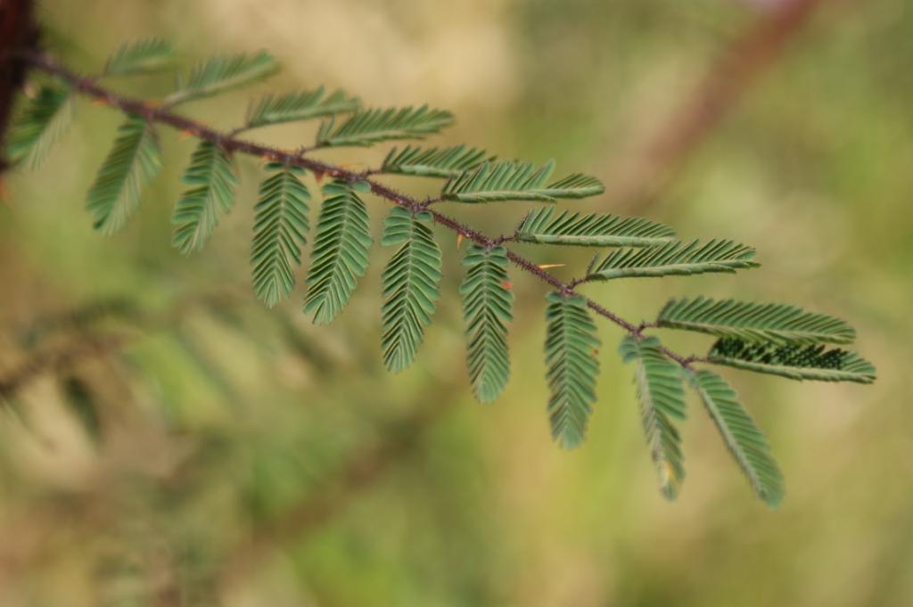 Mimosa adenocarpa