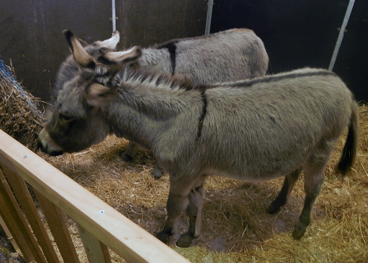 Sardinian donkey