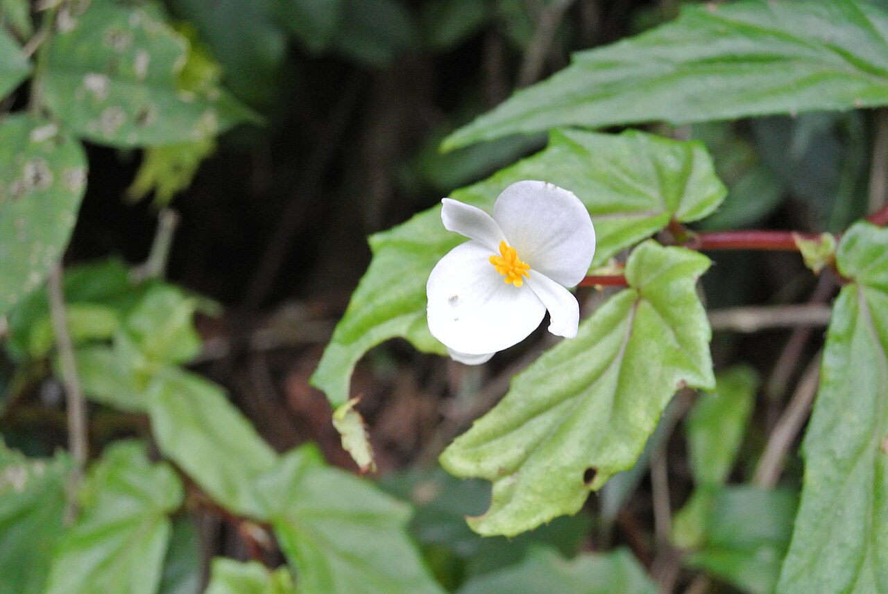 Begonia banaoensis