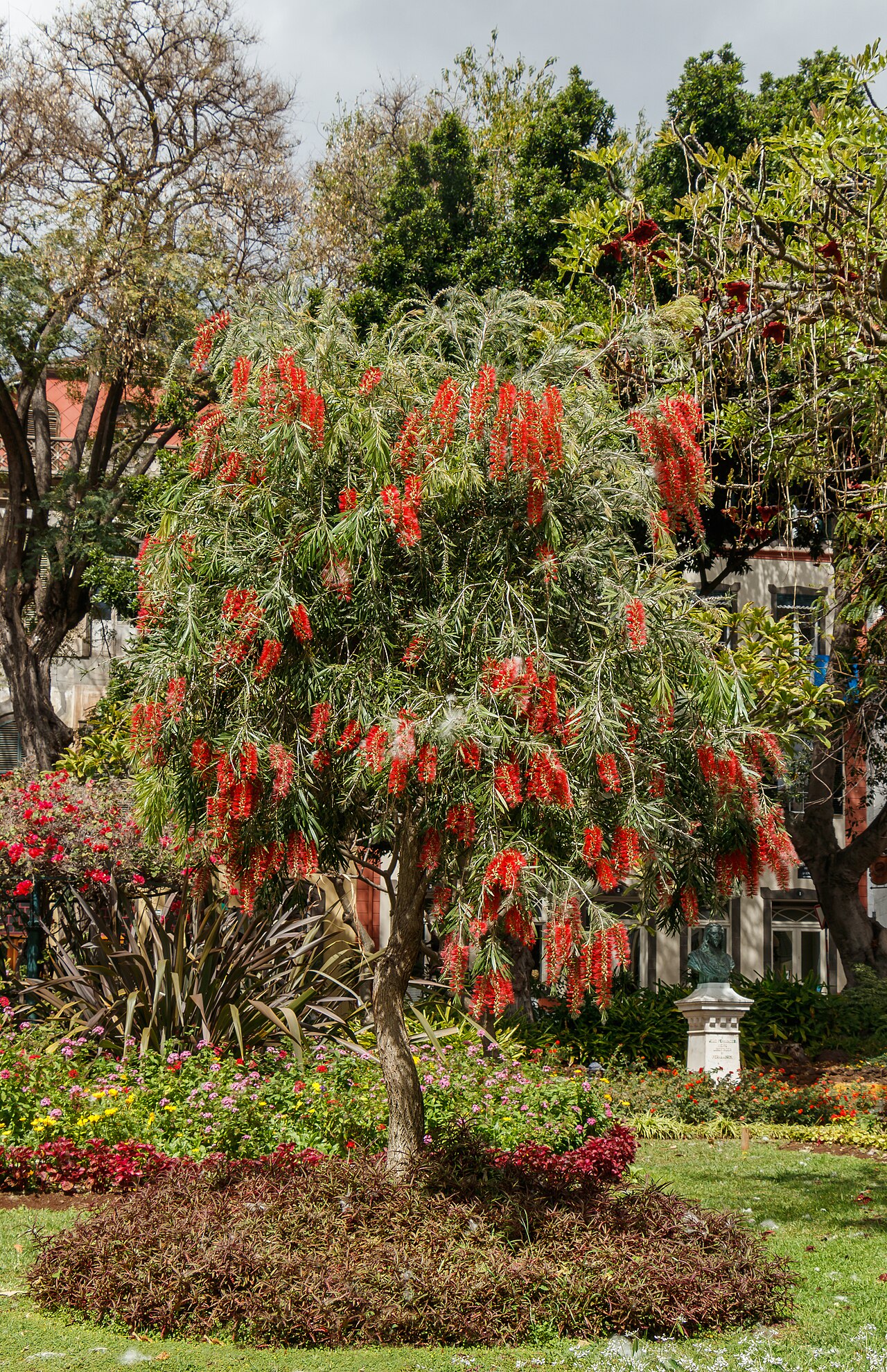 Callistemon rigidus