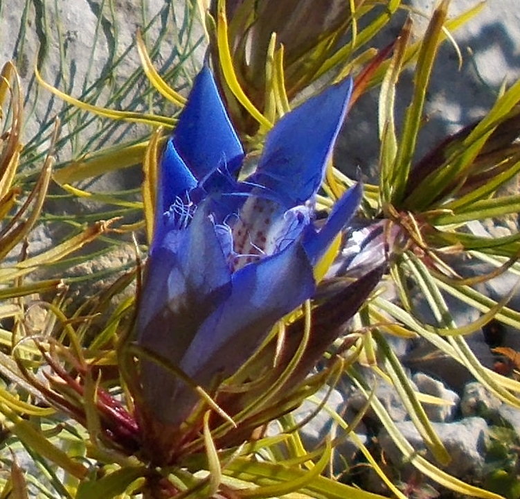 Gentiana paradoxa