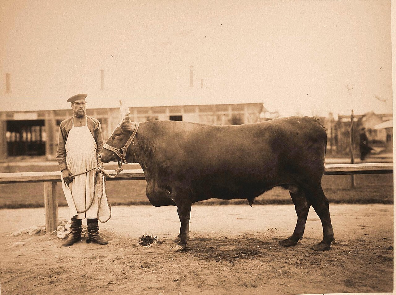 Kalmyk