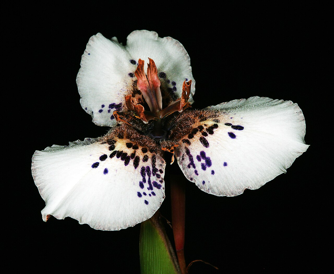 Moraea atropunctata