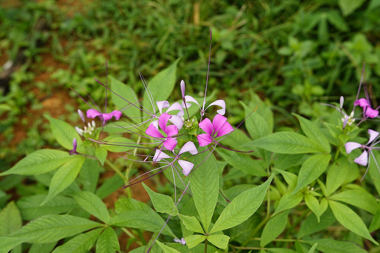 Cleome gynandra