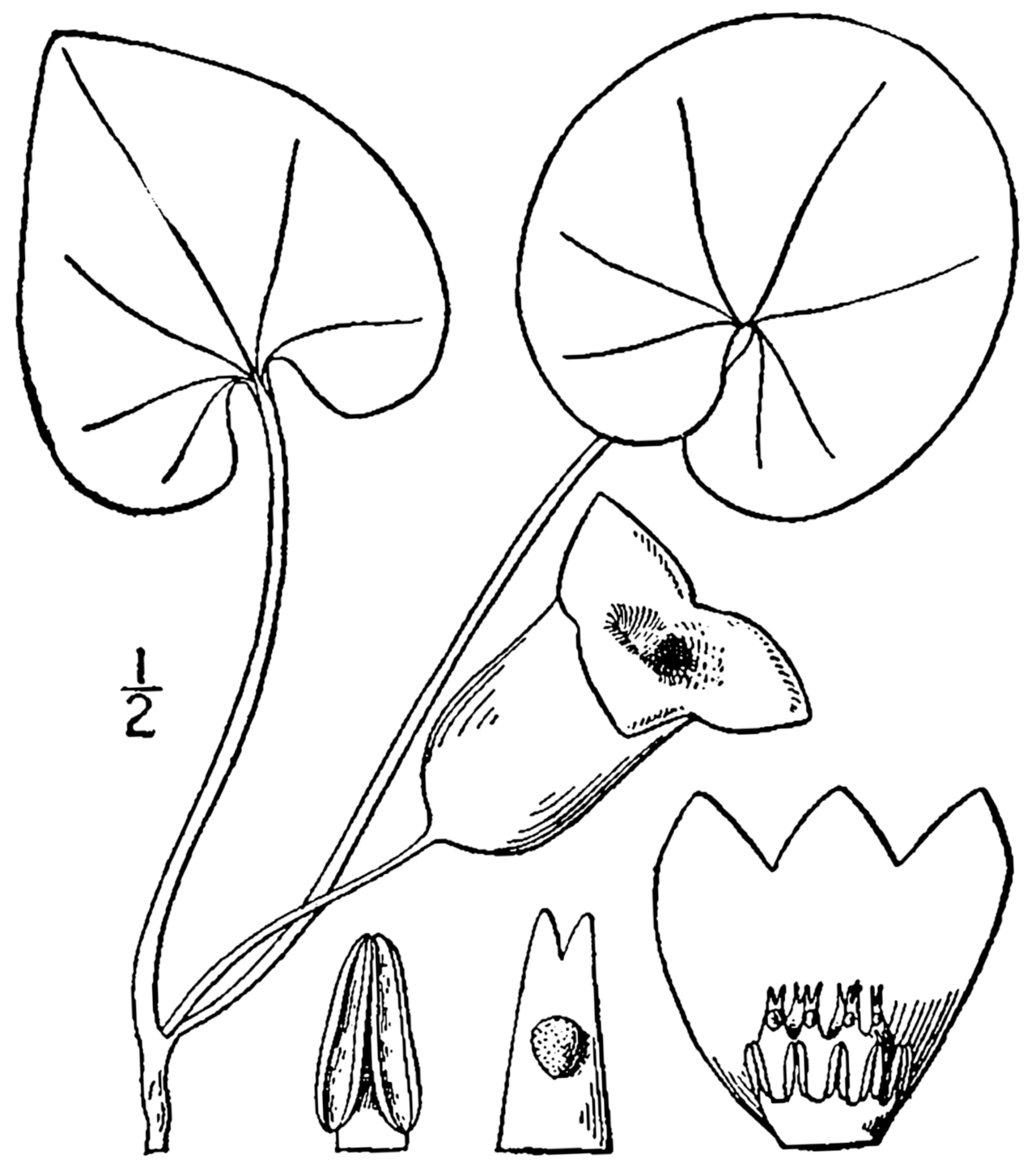 Hexastylis shuttleworthii