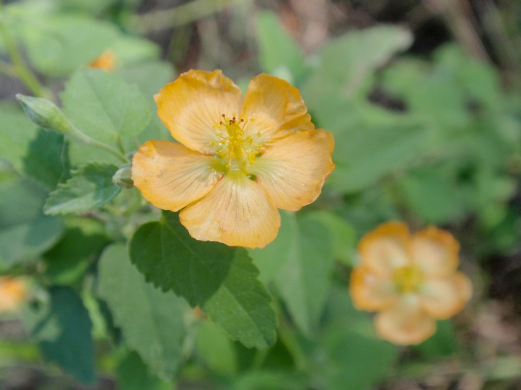 Abutilon fruticosum