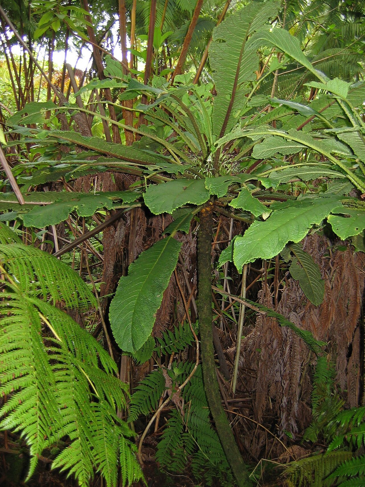Cyanea tritomantha