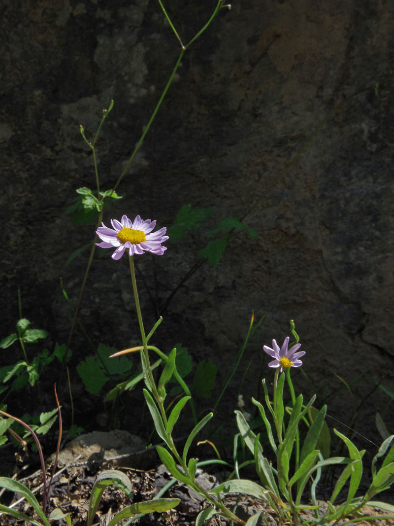 Erigeron maniopotamicus