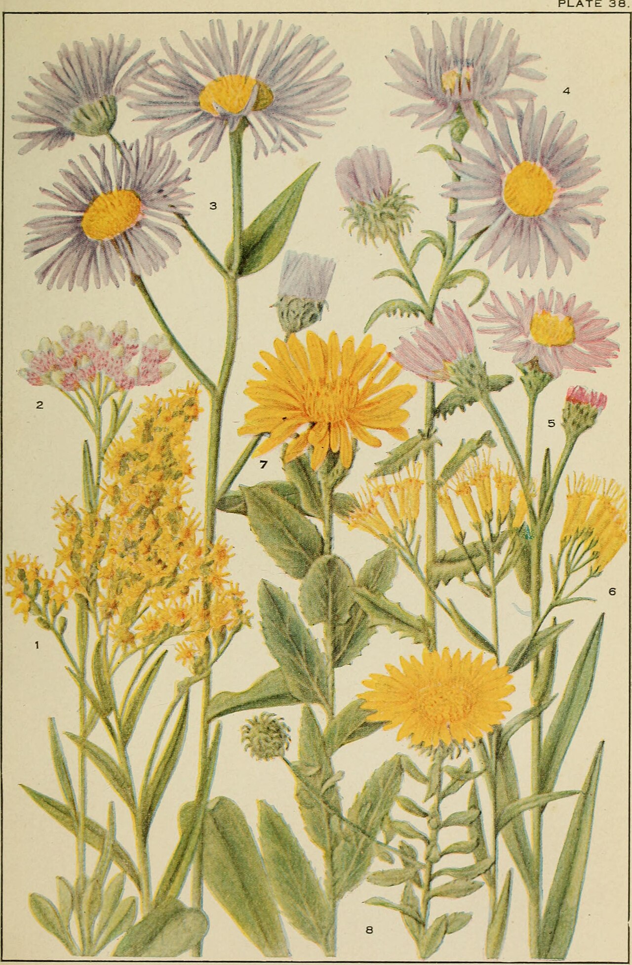 Erigeron adscendens