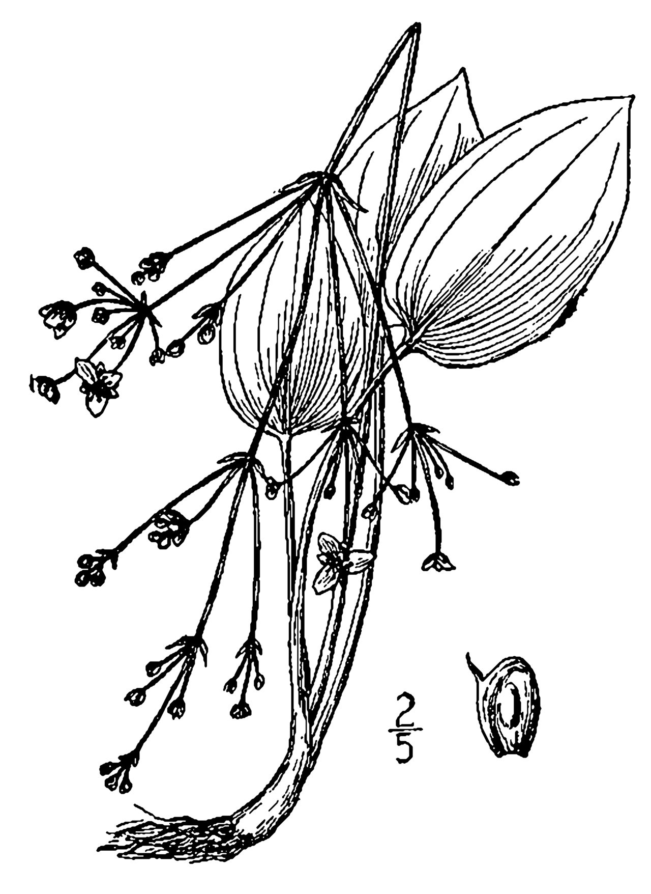 Alisma triviale
