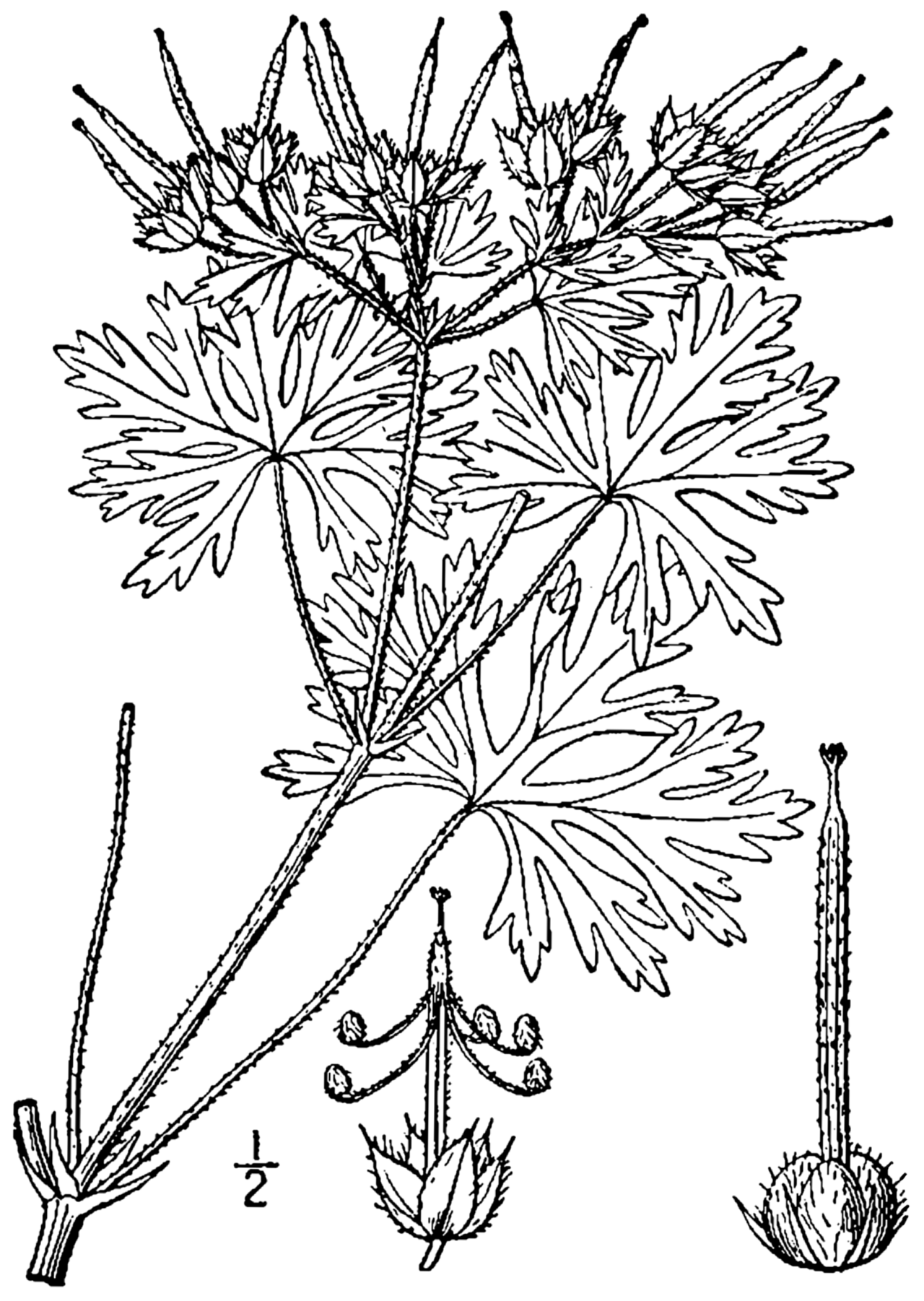 Geranium lanuginosum