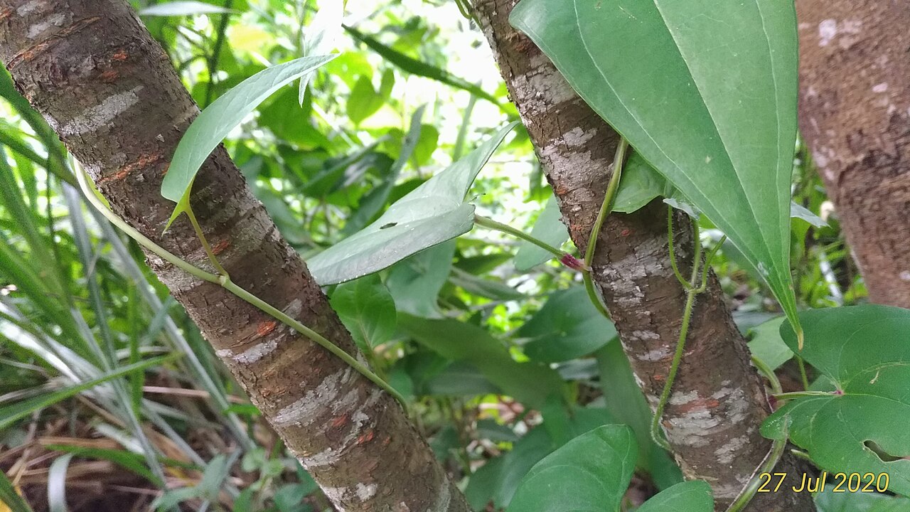 Prunus polystachya