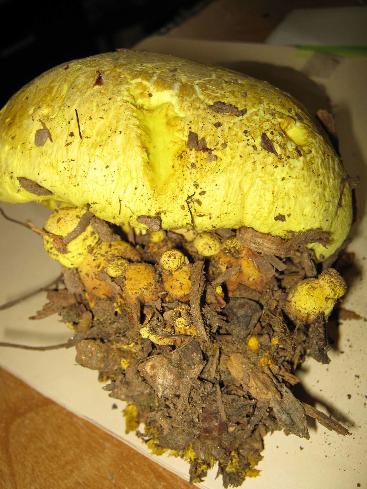 Boletus orovillus