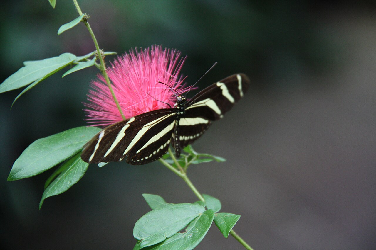 Inga mexicana