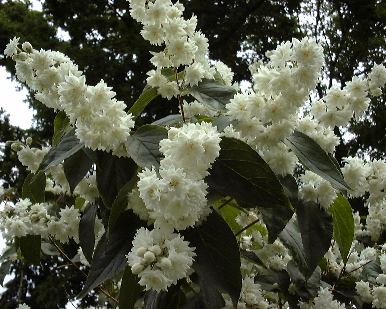 Deutzia scabra