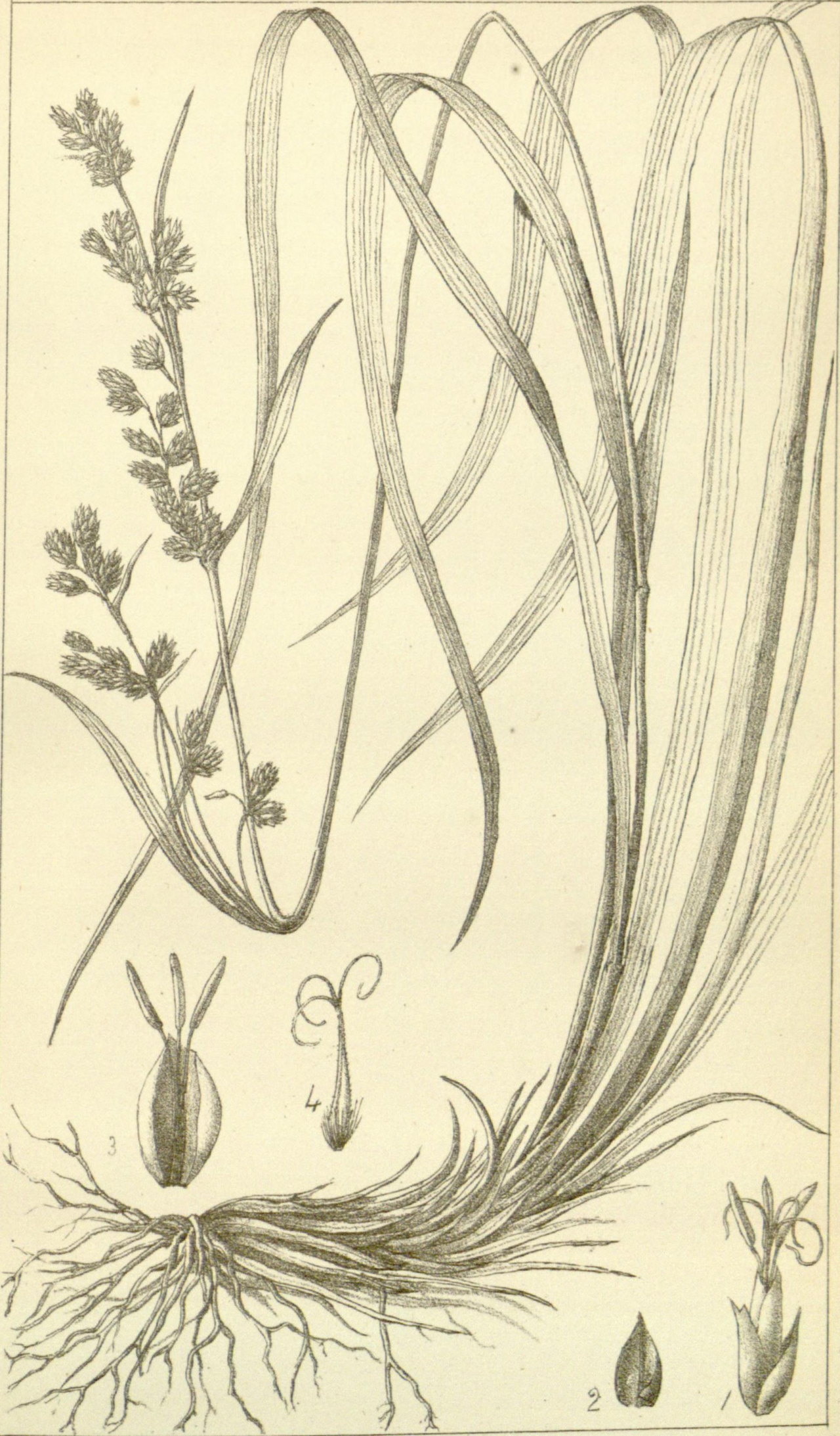 Afrotrilepis pilosa