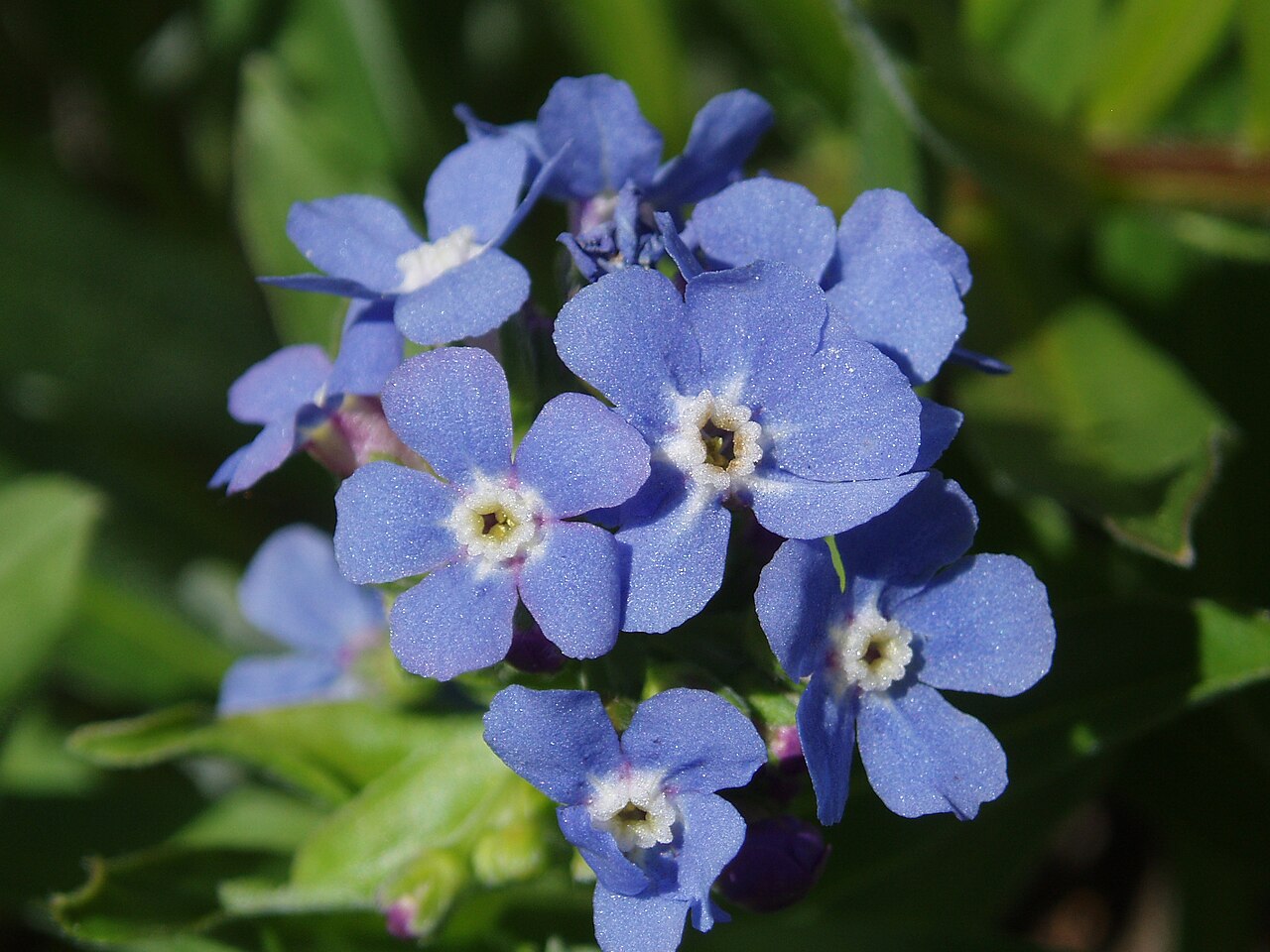 Hackelia velutina