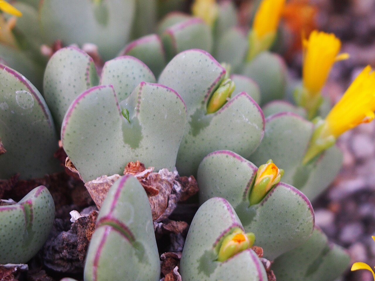 Conophytum bilobum